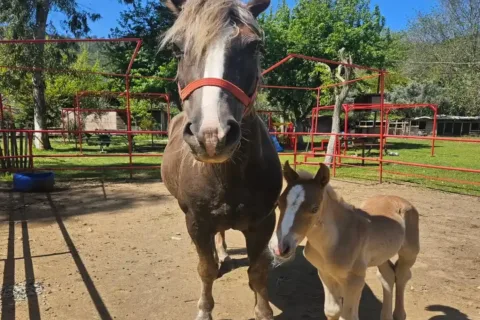 Marmaris Horse Safari Baby Horse