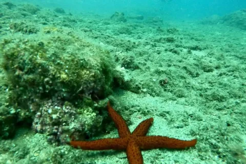 A diver and a starfish on a scuba diving tour