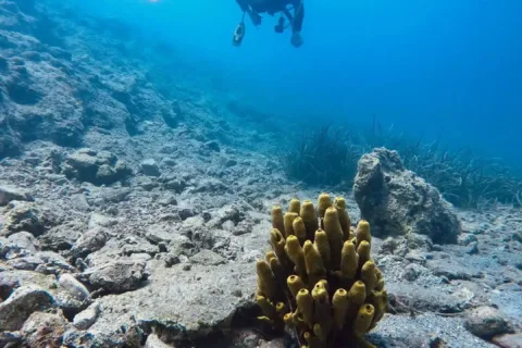 A scene of a diver and marine life on a scuba diving tour