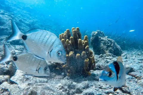 A view of marine life on a scuba diving tour